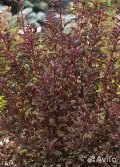 Пузыреплодник калинолистный 