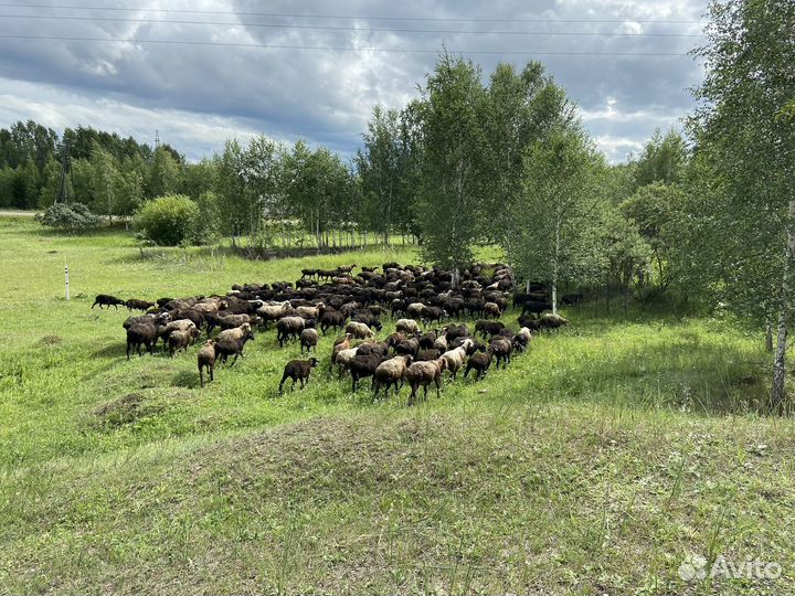 Курдючные бараны овцы