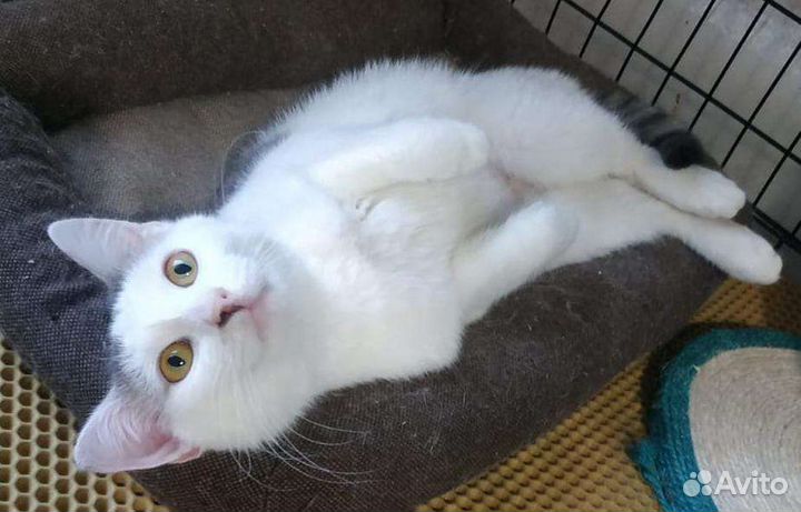 Кошка ищет дом