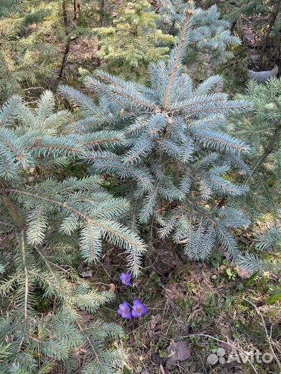 Саженцы ель голубая