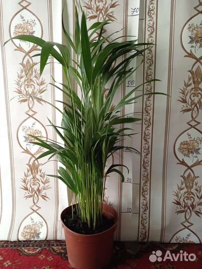 Комнатные растения арека