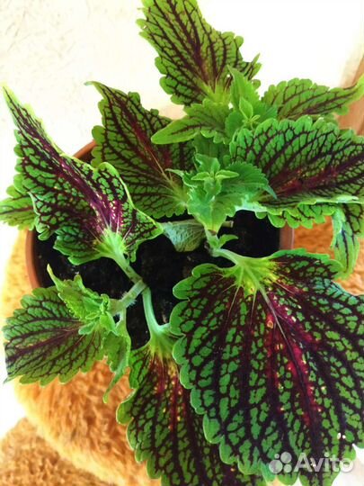 Домашние цветы