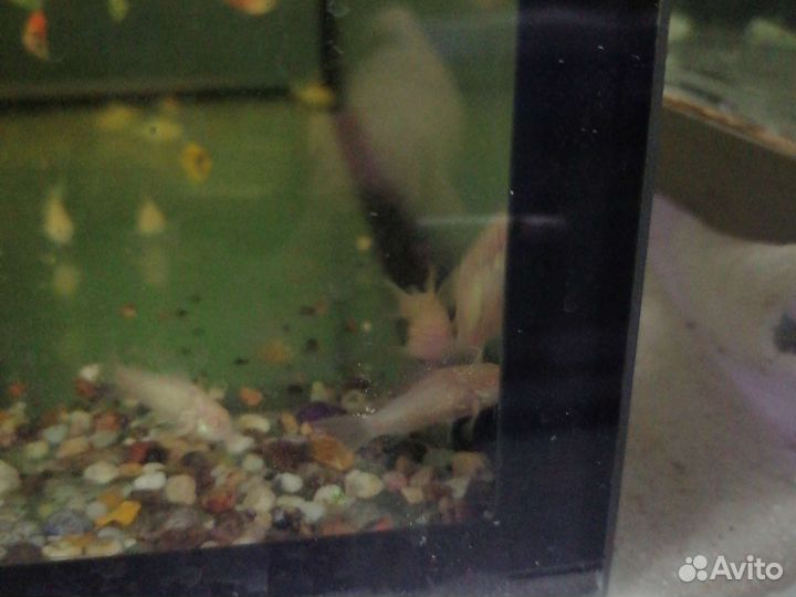 Аквариумные рыбки. Коридорасы