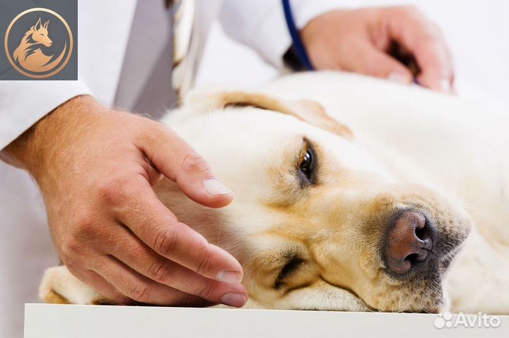 С вывозом из дома / животных / Усыпление