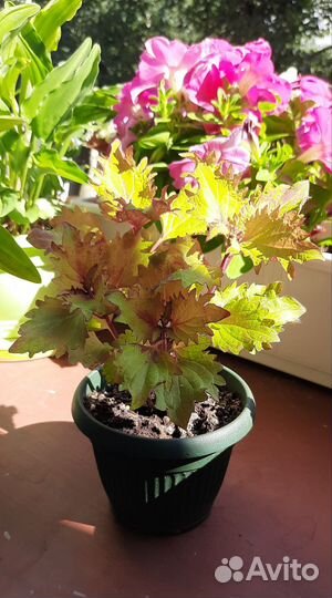 Сортовой колеус