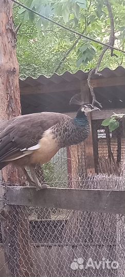 Павлины обмен