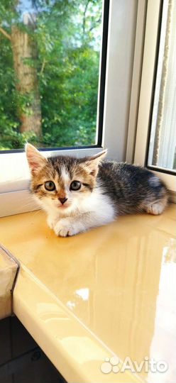 Котенок девочка в добрые руки