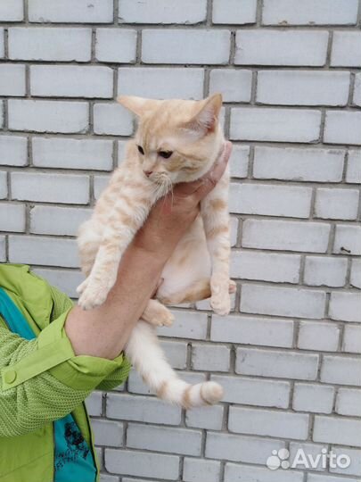 Котик Персик ищет хозяев