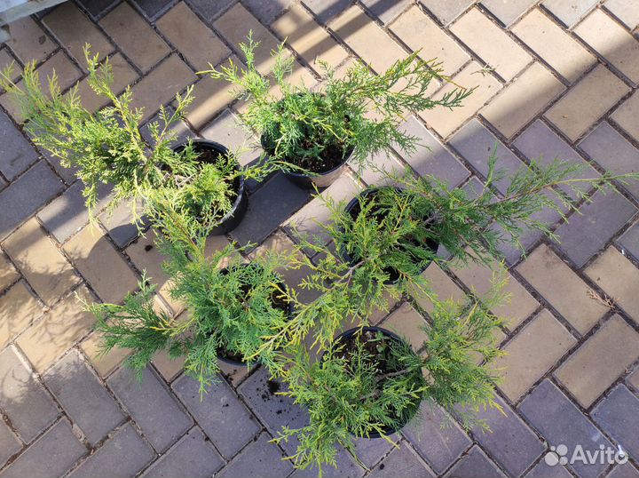 Можжевельник Олд Голд