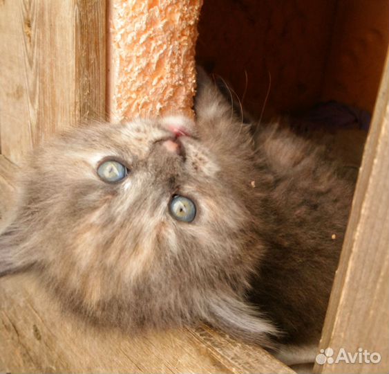 Кошечка в добрые руки