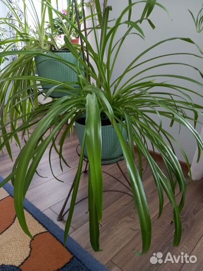 Хлорофитум