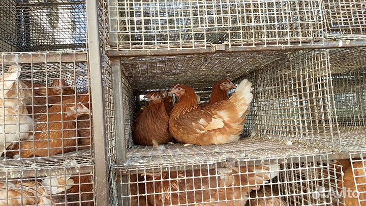 Куры молодки несушки