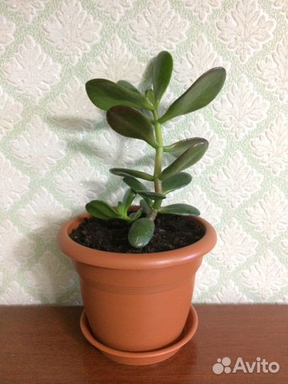 Денежное дерево (Толстянка)