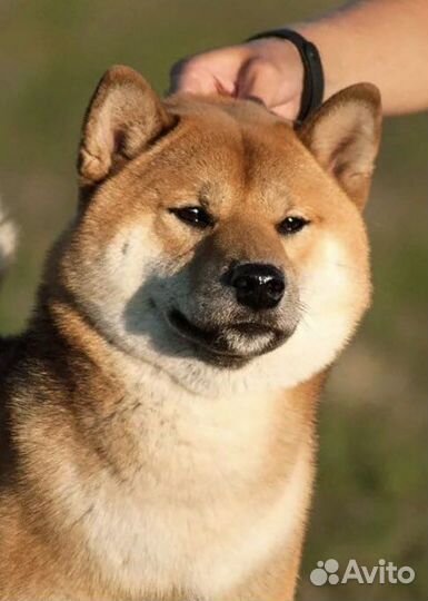 Шиба ину (сиба ину) (вязка)