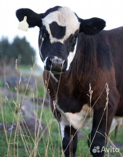 Бычки телята