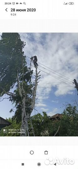 Спил деревьев