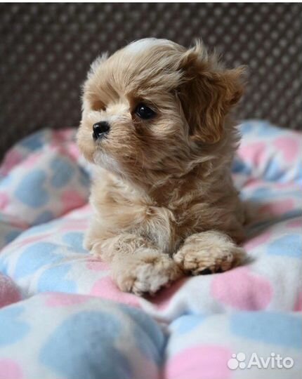 Мальтипу ф1