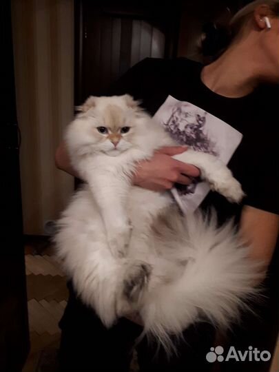 Шотландский голубоглазый,золотой поинт 18.06.22