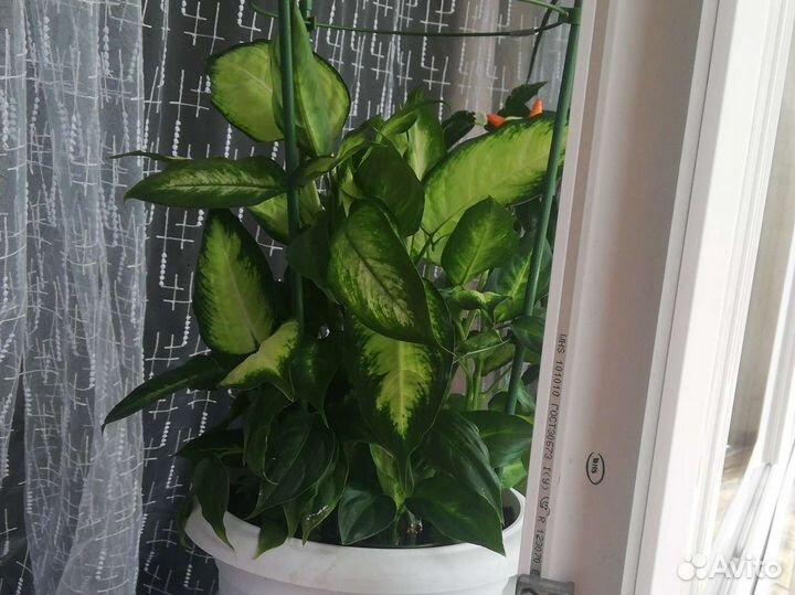 Диффенбахия