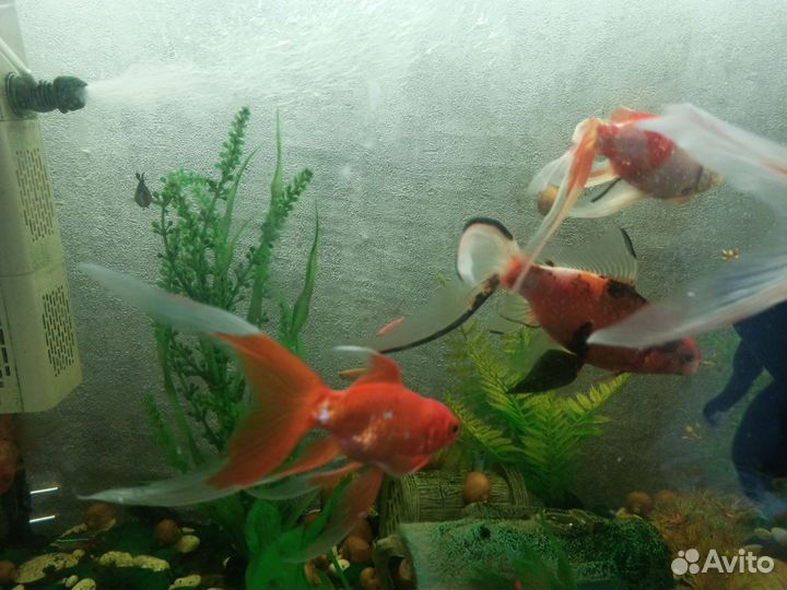 Золотая рыбка