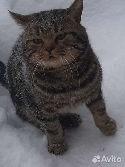 Шотландский кот вязка
