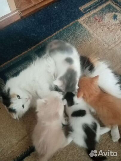 Котятки вислоушки