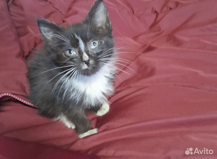 Котята в добрые руки мальчики