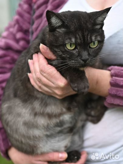 Ищем дом шотландской кошке