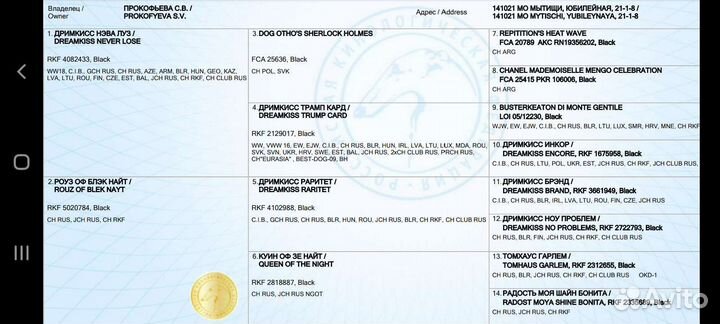 Цвергшнауцер черный вязка