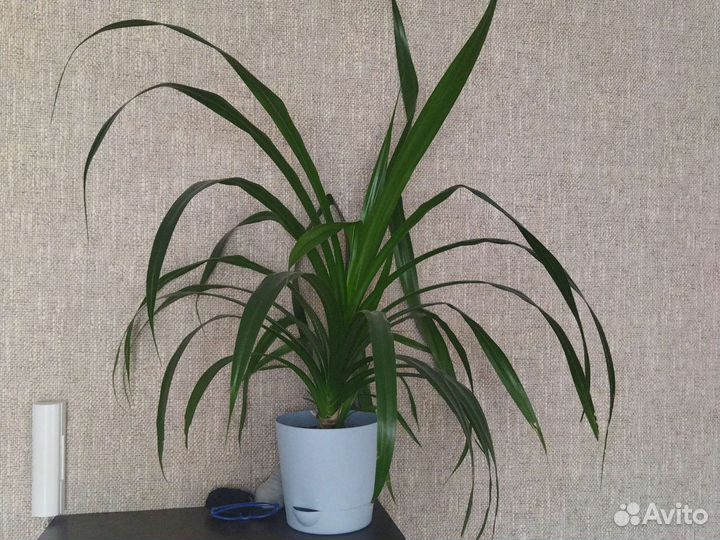 Пальма панданус