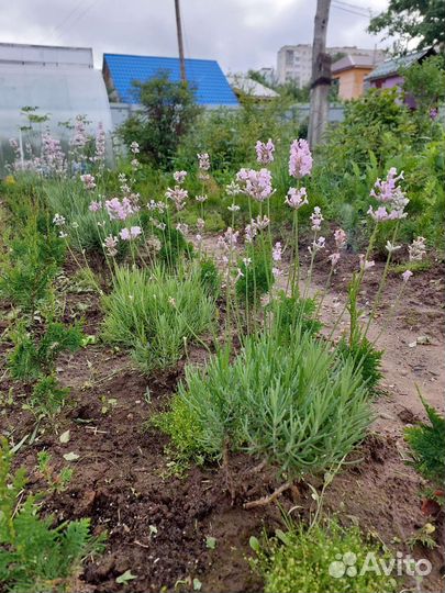 Туя смарагд, спиралис, колумна