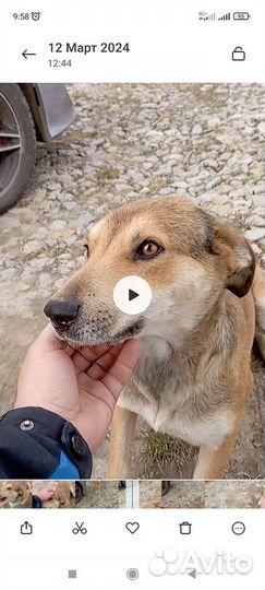 Собака бесплатно в добрые руки