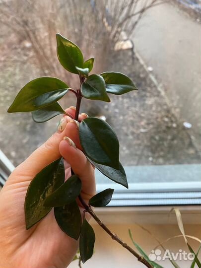 Комнатные растения цветы черенком обмен продажа