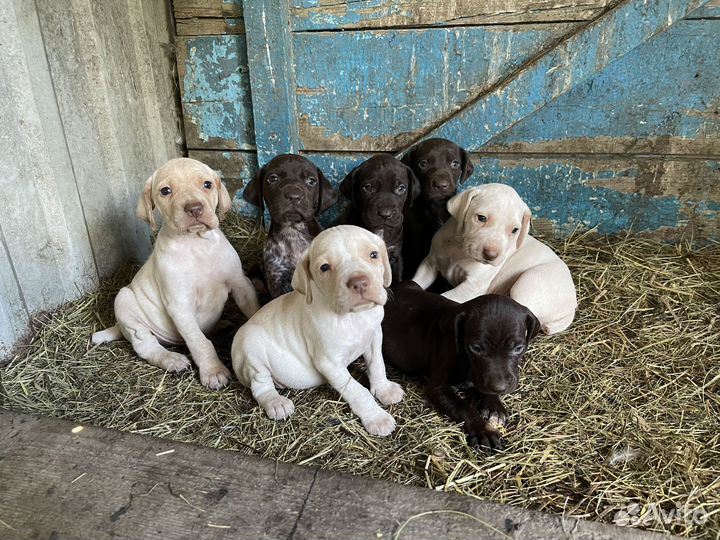 Щенки курцхаара
