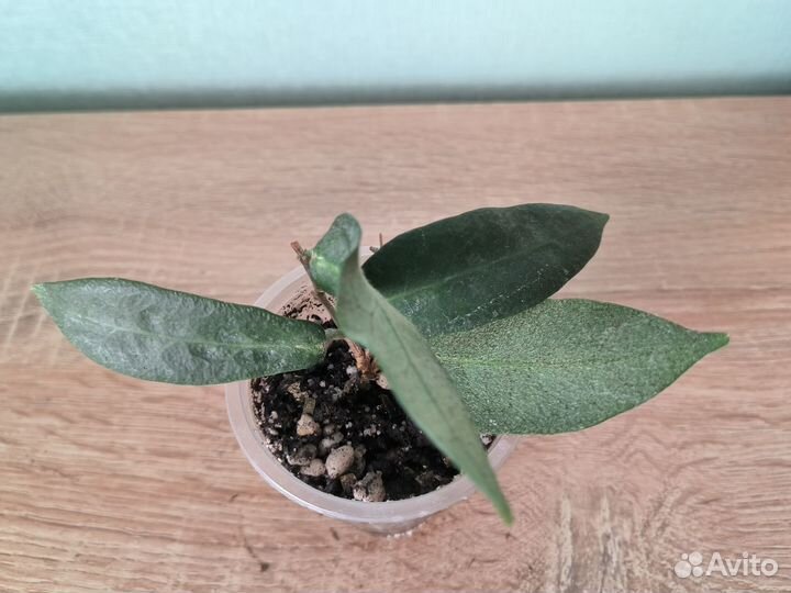 Хойя укорененные черенки