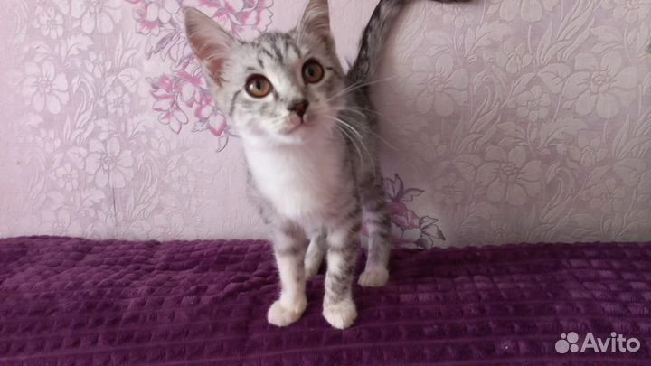 Котенок нуждается в доме