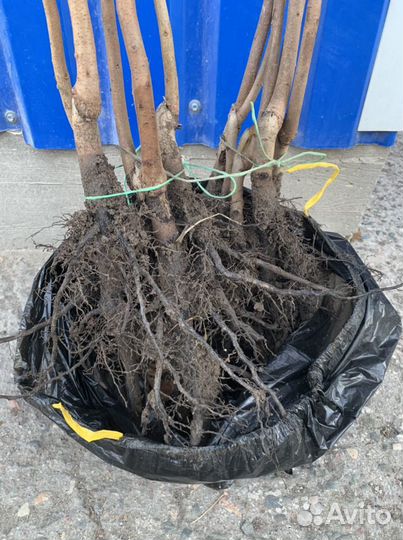 Хурма саженцы почтой из Крыма