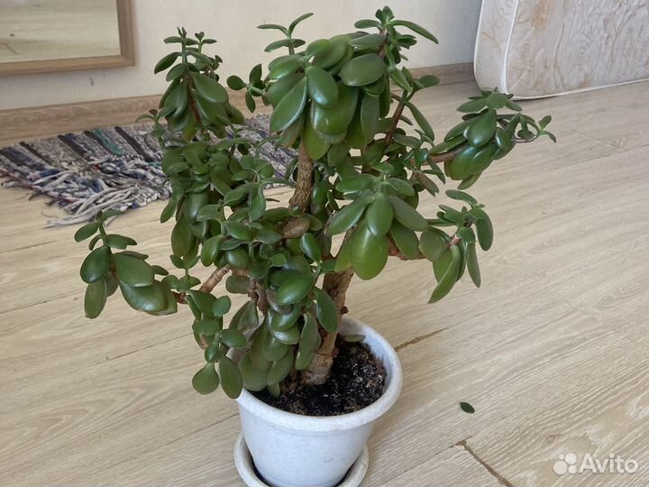 Денежное дерево, Толстянка