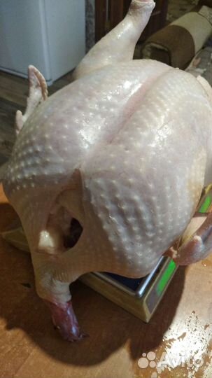 Домашнее мясо индейки, бройлера