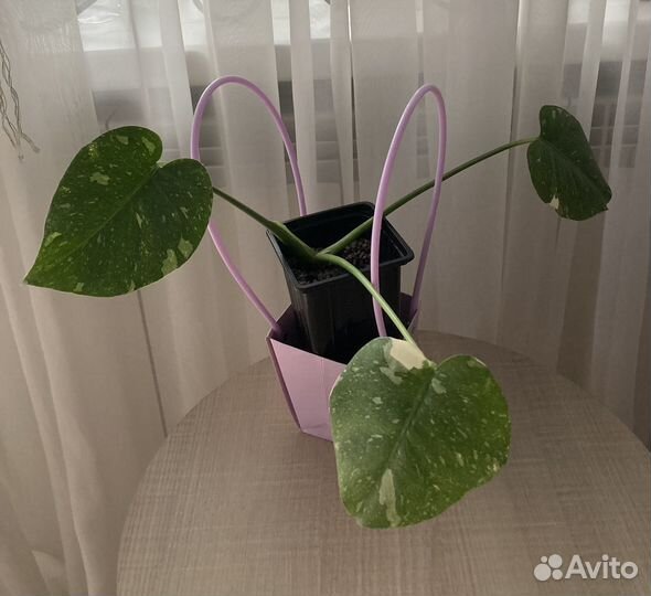 Монстера тайское созвездие