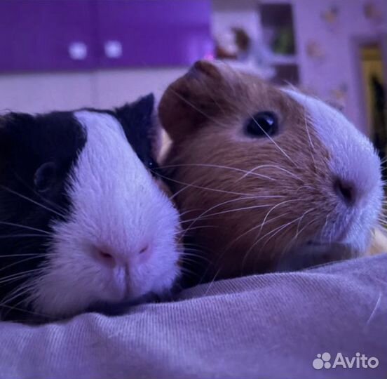 Морские свинки