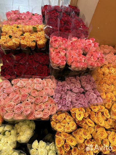 Купить 101 розу
