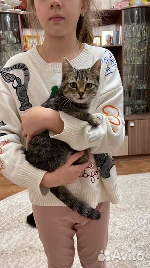 Котик в добрые руки
