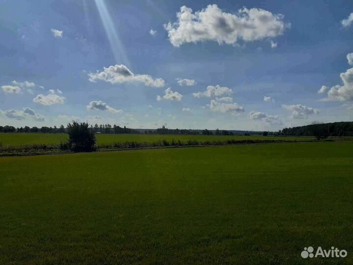 Рулонный газон, укладка, продажа