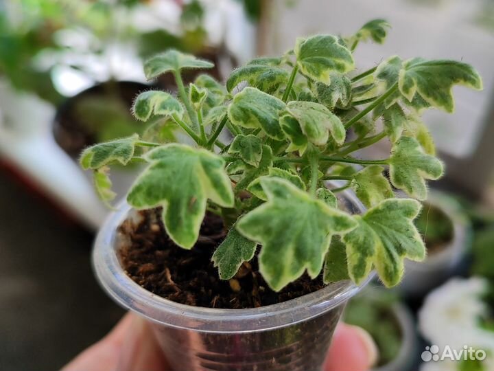 Микро мини пеларгония