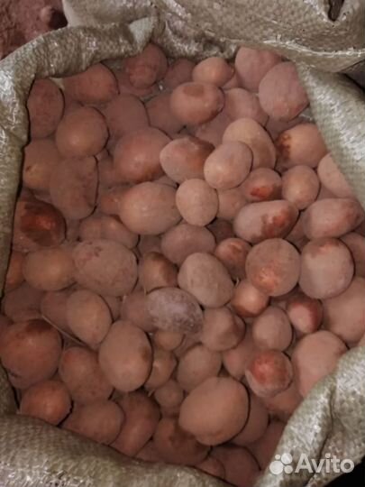 Картофель, морковь, свëкла (некондиция)