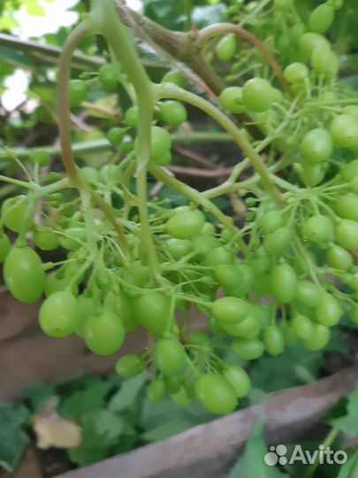 Столовые сорта зимостойкий