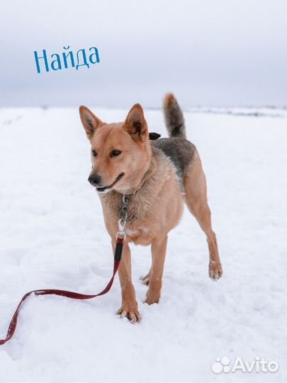 Собачки из приюта ждут вас