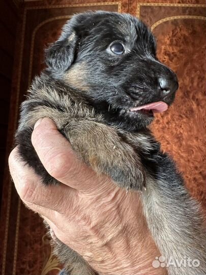 Щенки немецкой овчарки в добрые руки