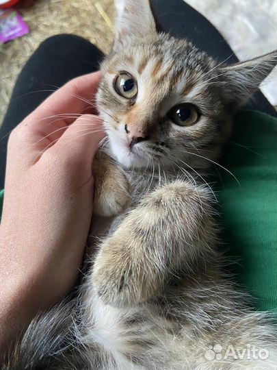 Котята отдам бесплатно